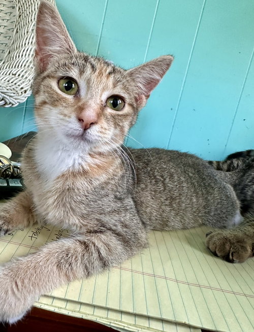 ETHEL - Domestic Short Hair available for adoption