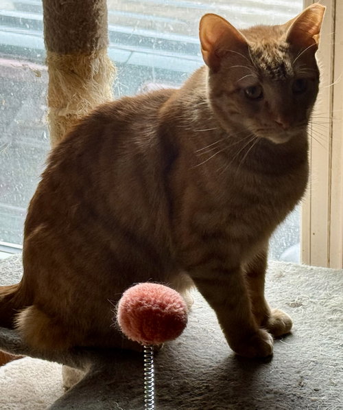 Jay, an adoptable Domestic Short Hair in Maywood, IL