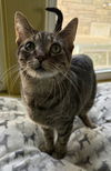 adoptable Cat in , IL named Birdie