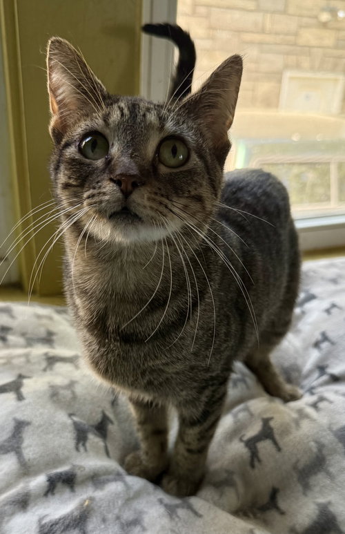 BIRDIE - Domestic Short Hair available for adoption