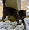 Birdie - Photo 4