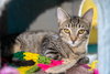 Birdie - Photo 1