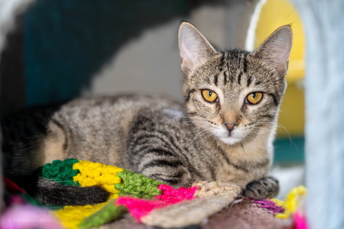 BIRDIE - Domestic Short Hair available for adoption