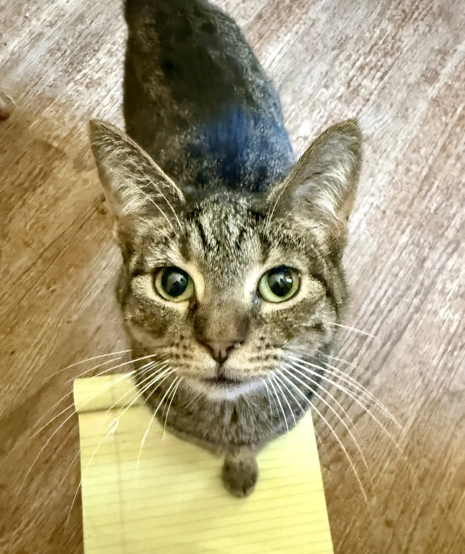 Birdie - Domestic Short Hair