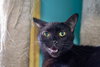 Petunia - Photo 1