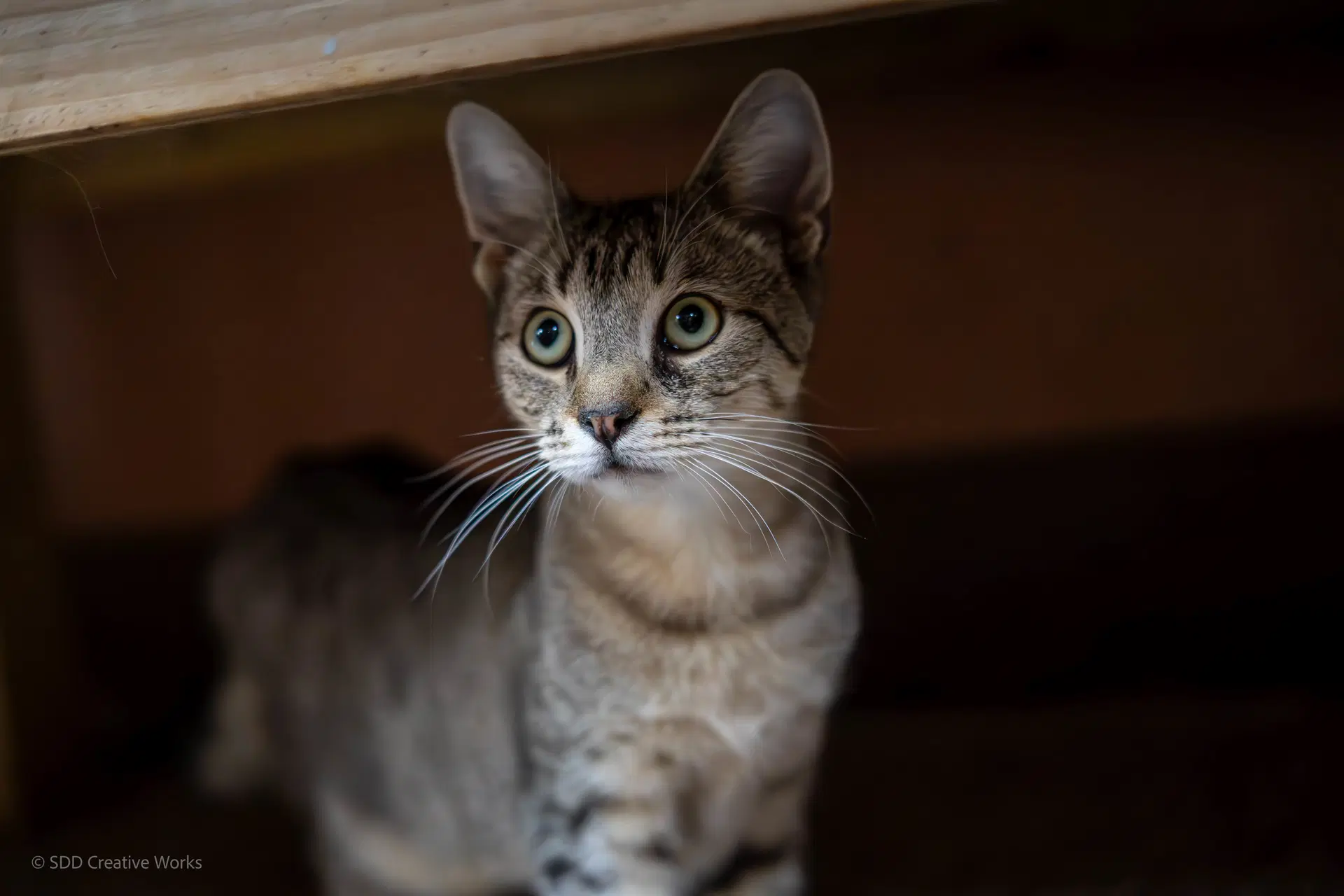 Fritzie - Domestic Short Hair