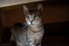 Fritzie - Photo 1