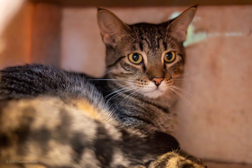 TOM - Domestic Short Hair available for adoption