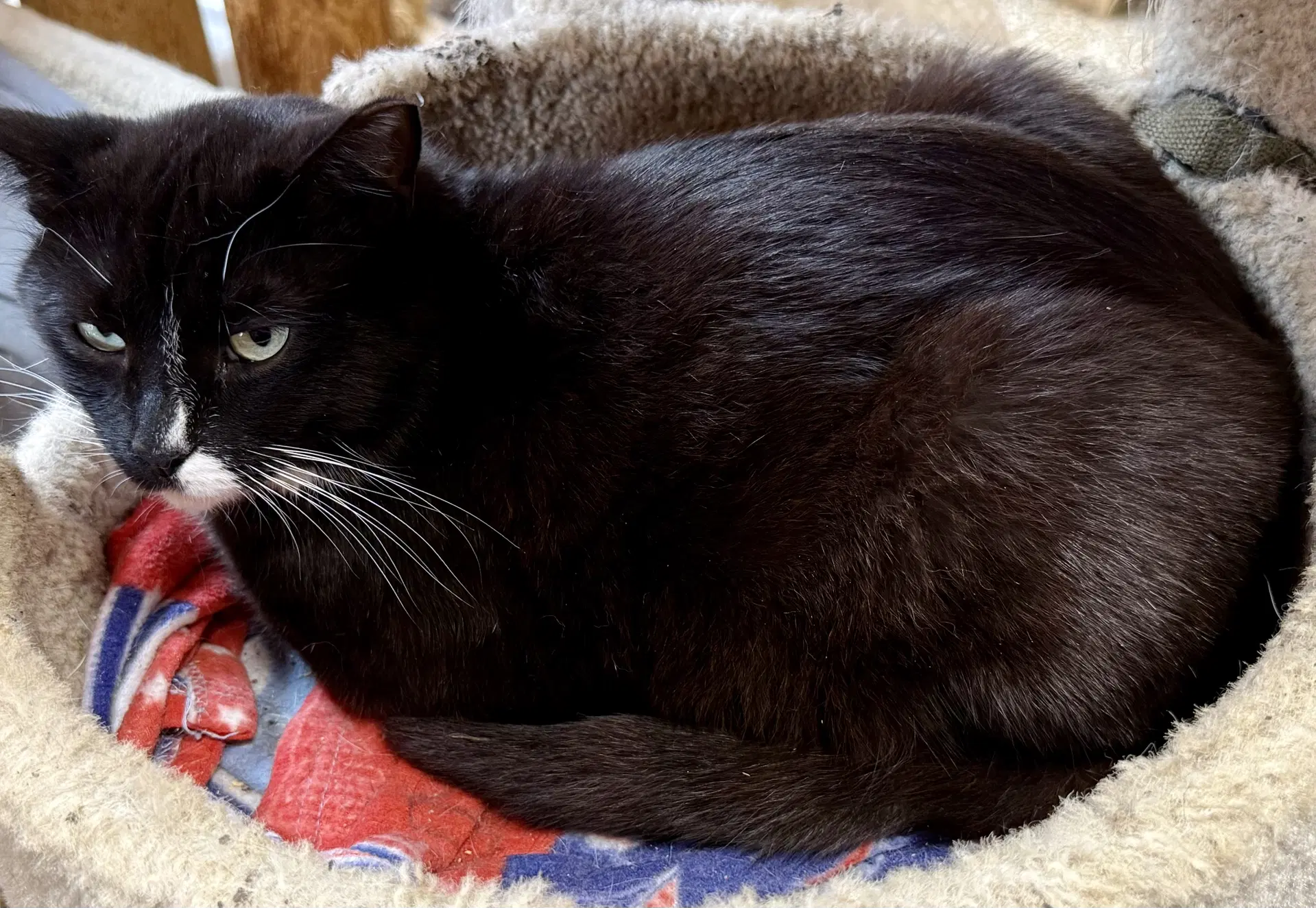 Pippin image 2