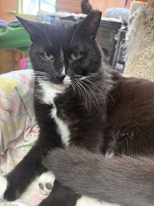 Pippin, an adoptable Domestic Short Hair in Maywood, IL
