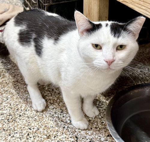 Scotty, an adoptable Domestic Short Hair in Maywood, IL