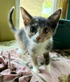adoptable Cat in  named Mary