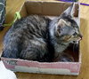 Joanie - Photo 9