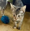 adoptable Cat in  named Chip Fields
