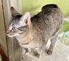 Joanie - Photo 2