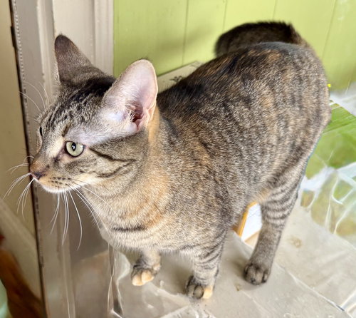 JOANIE - American Shorthair available for adoption