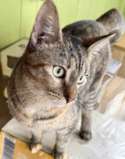 Joanie, an adoptable American Shorthair in Maywood, IL