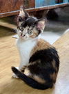 adoptable Cat in  named Olivia