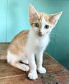 adoptable Cat in  named Twinkie