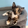 adoptable Cat in  named Tillie