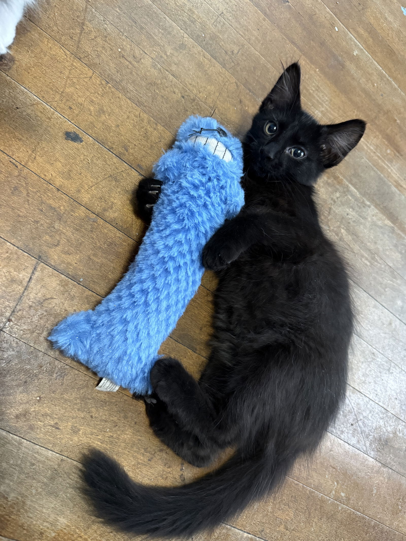 adoptable Cat in Maywood, IL named Willie