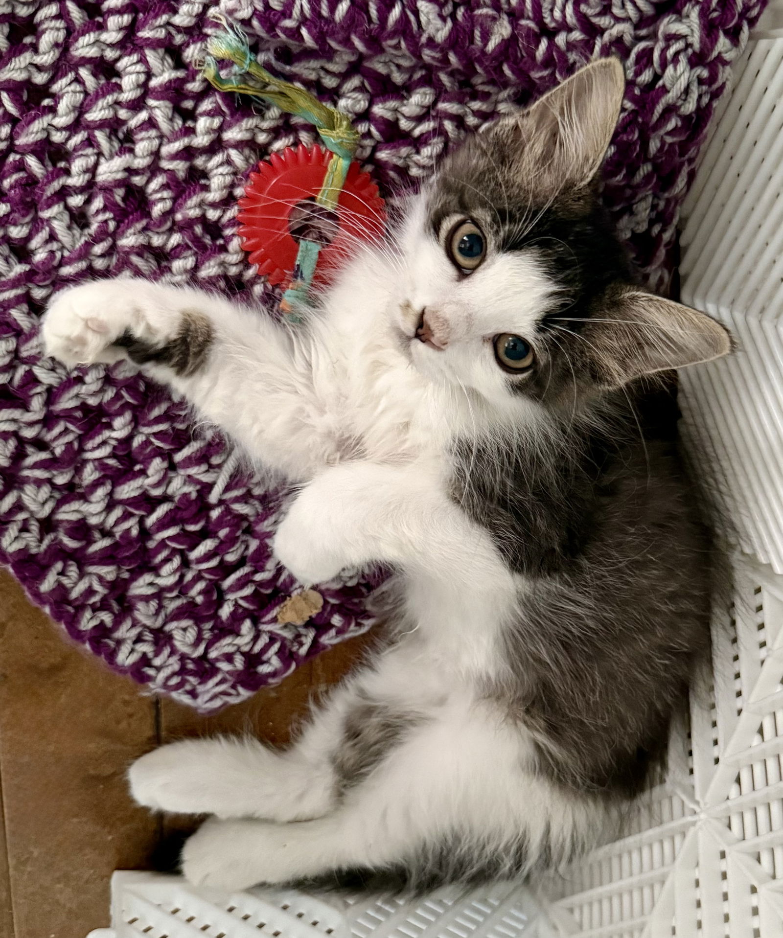 adoptable Cat in Maywood, IL named Tully