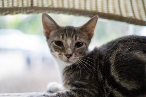MOUSE - Domestic Short Hair available for adoption