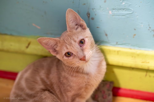 FAWN - Domestic Short Hair available for adoption