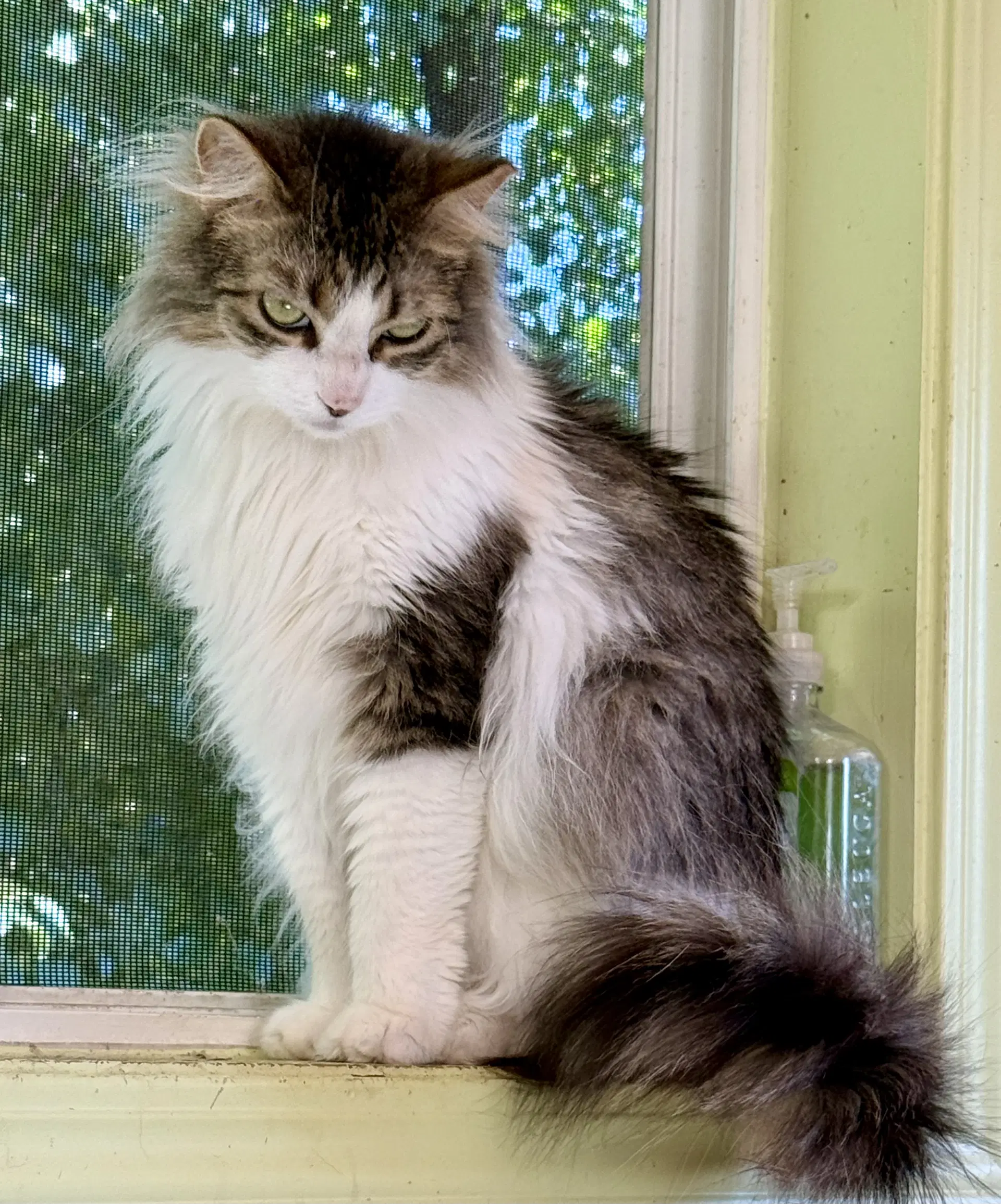 Zahara - Domestic Long Hair