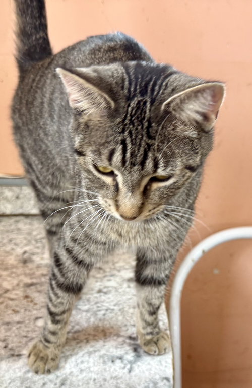 Tizzy, an adoptable Domestic Short Hair in Maywood, IL
