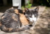 Copper - Photo 1