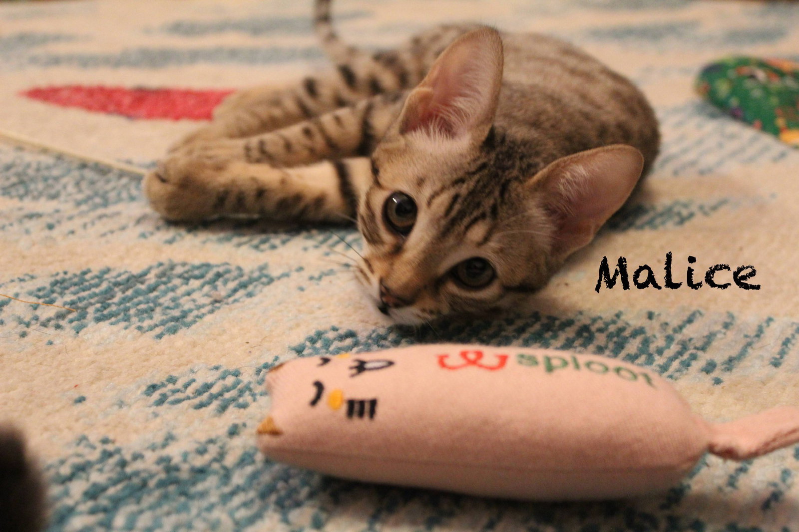 Malice