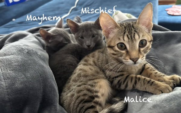 Malice