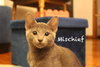 Mischief - Photo 2
