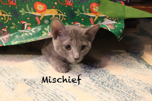 MISCHIEF - Tabby available for adoption