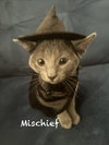 Mischief - Photo 3