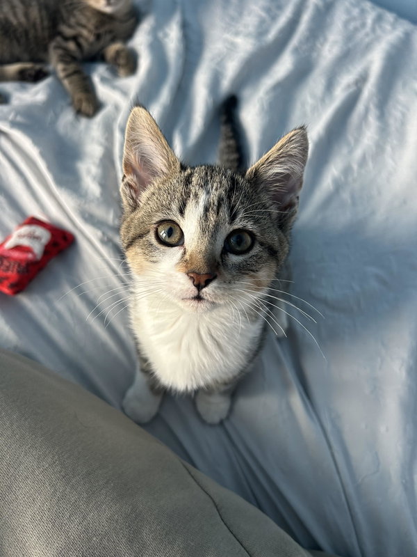 Nutmeg