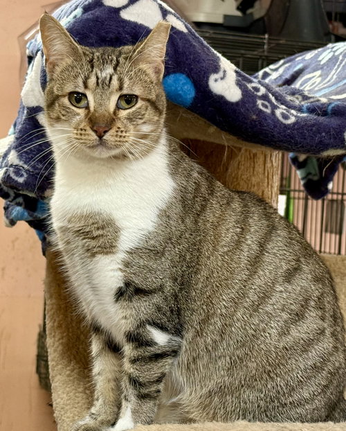 Autumn, an adoptable Domestic Short Hair in Maywood, IL