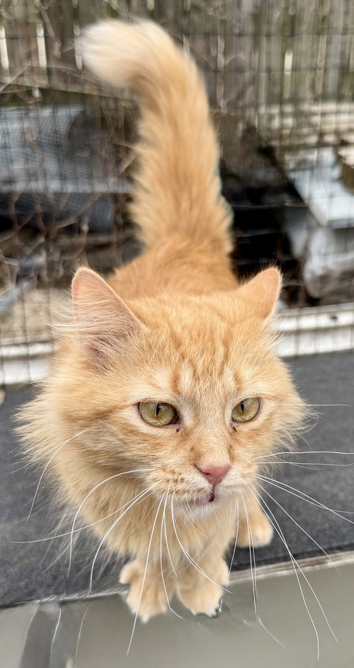 Dandelion, an adoptable Domestic Long Hair in Maywood, IL
