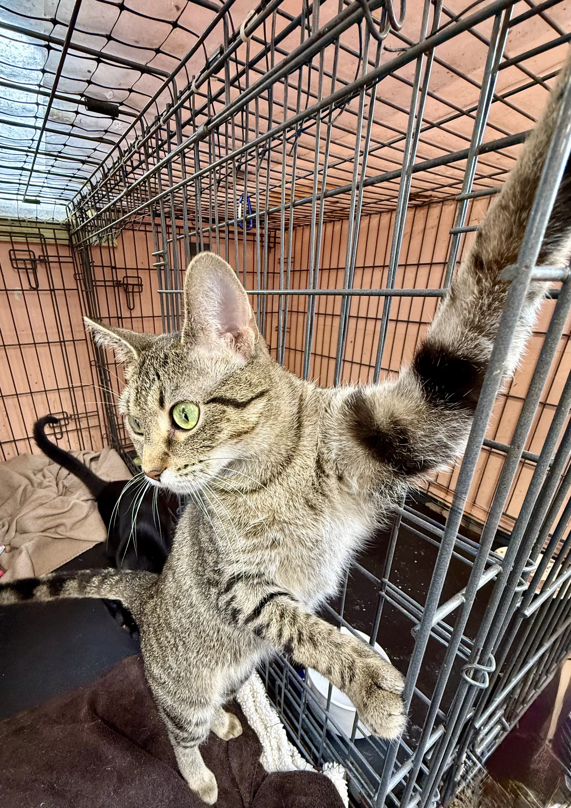 Tinkerbell - Tabby