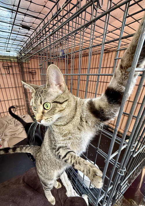 Tinkerbell, an adoptable Tabby in Maywood, IL