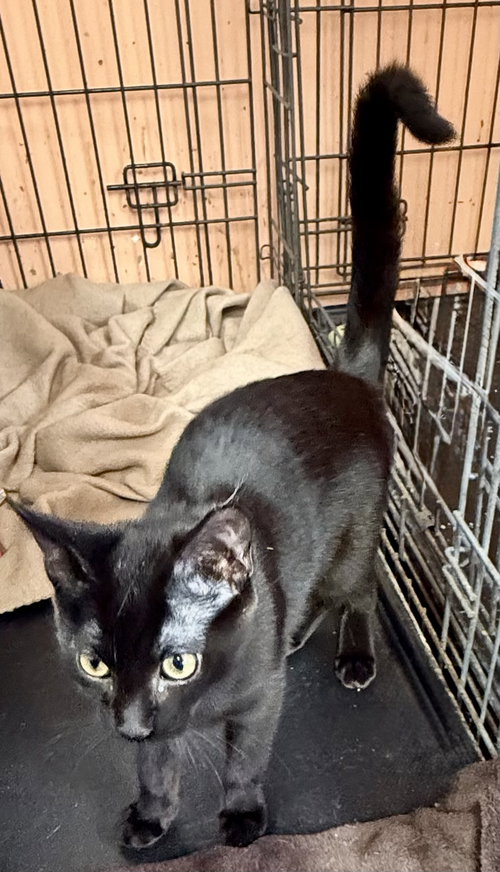 Trixie, an adoptable American Shorthair in Maywood, IL