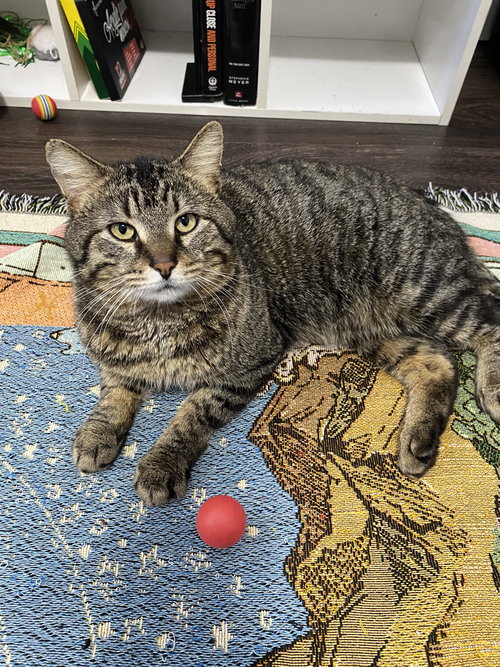 Big Mac, an adoptable Tabby in Maywood, IL