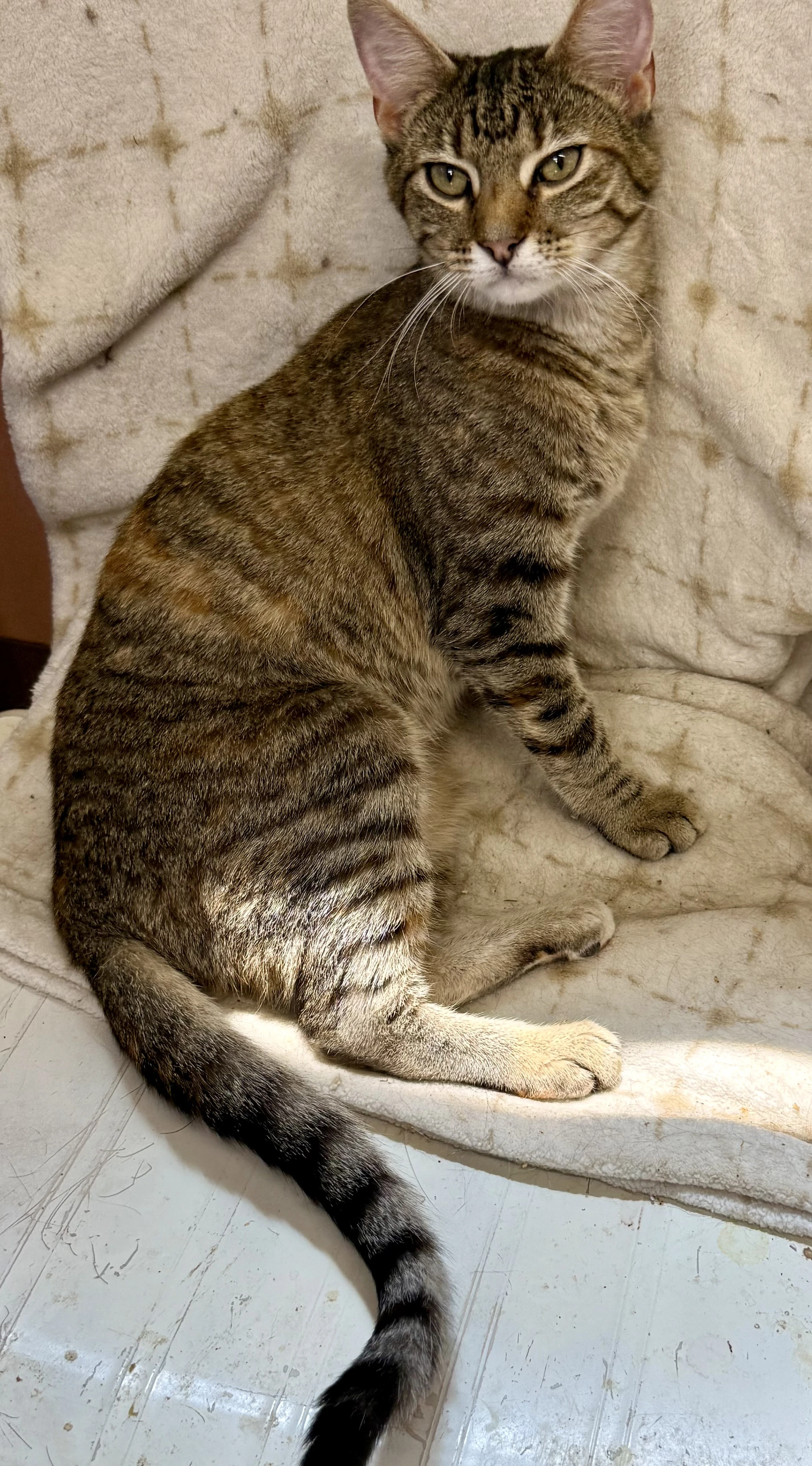 Hazel