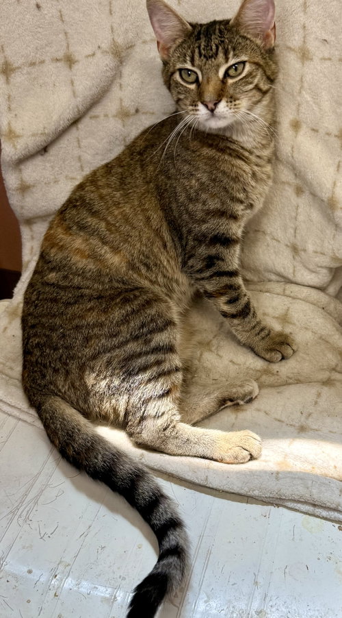 Hazel