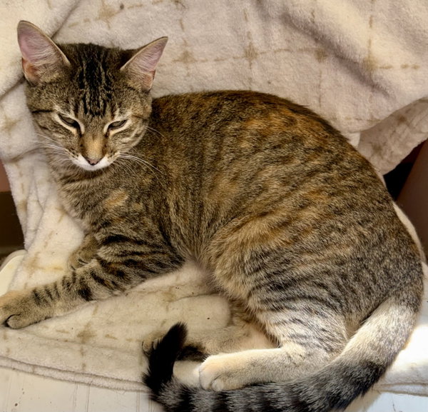 Hazel