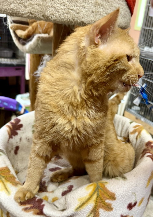 Garfield photo 3