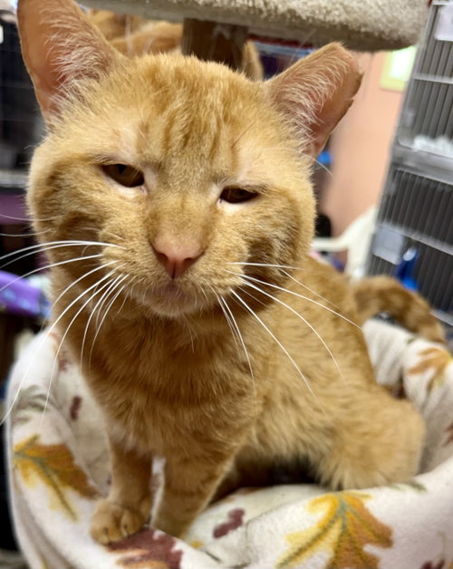 Garfield photo 5