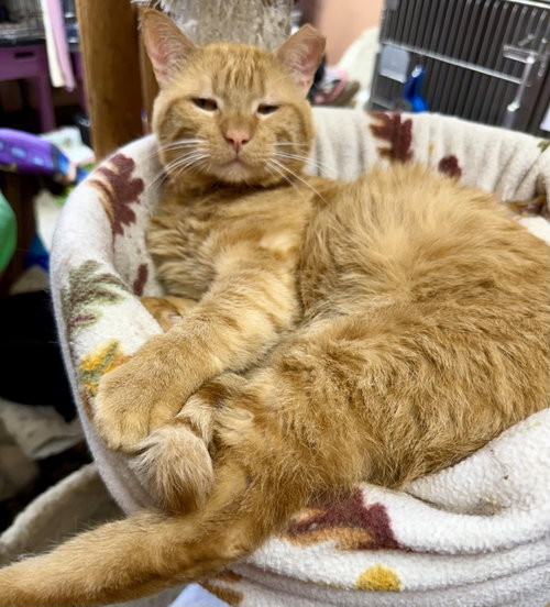 Garfield photo 4