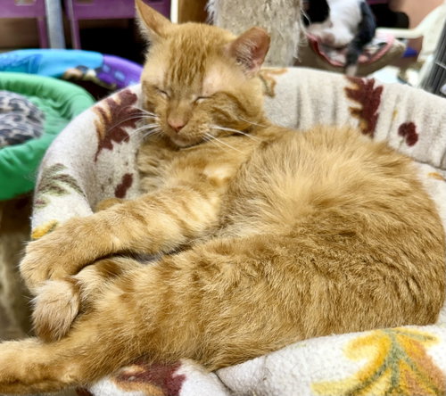 Garfield photo 2